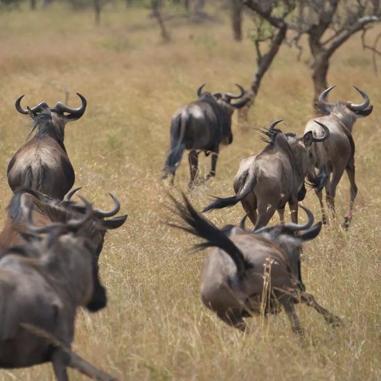 9-Day Calving Season Safari